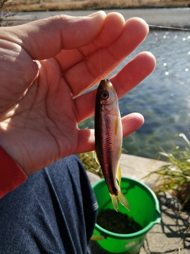 カワムツの釣果