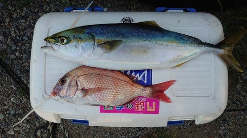 ハマチの釣果