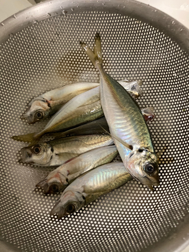 アジの釣果