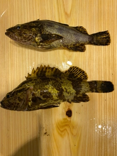 タケノコメバルの釣果