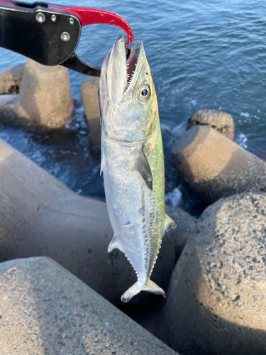 サゴシの釣果