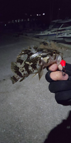 タケノコメバルの釣果