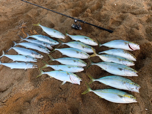 フクラギの釣果