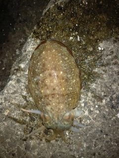 コウイカの釣果