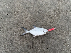 コバンアジの釣果