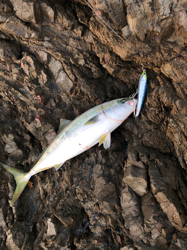 ハマチの釣果