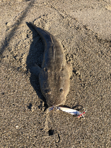 マゴチの釣果