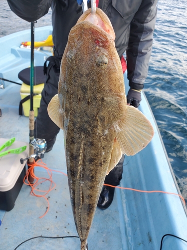 マゴチの釣果