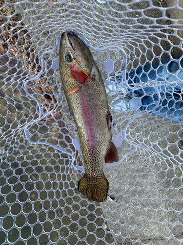 トラウトの釣果