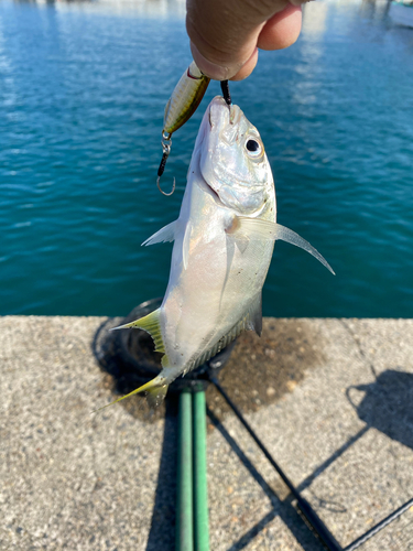 メッキの釣果