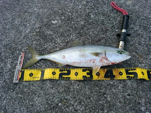 ハマチの釣果