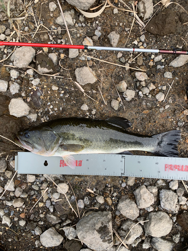 ブラックバスの釣果