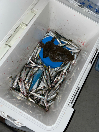 ウルメイワシの釣果