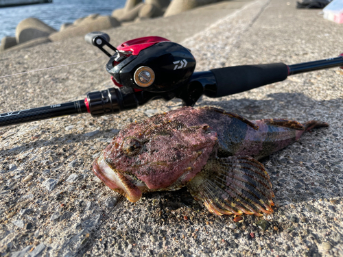 カジカの釣果