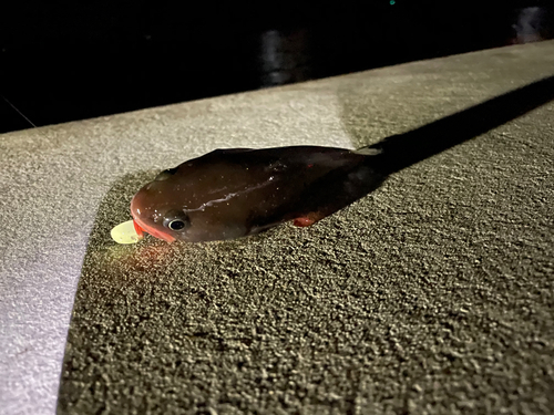 ドンコの釣果