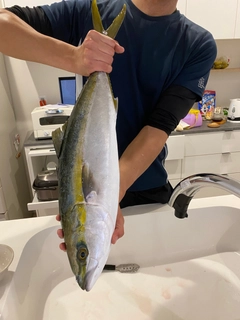 メジロの釣果