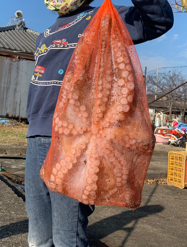 タコの釣果