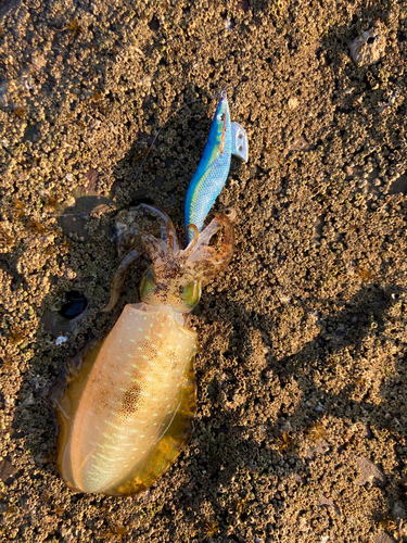 アオリイカの釣果