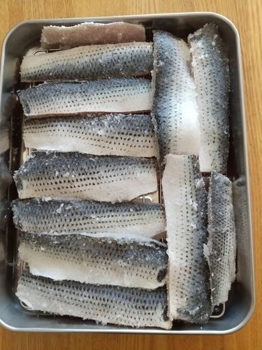 コノシロの釣果