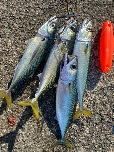 サバの釣果