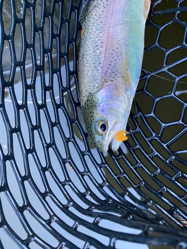 ニジマスの釣果