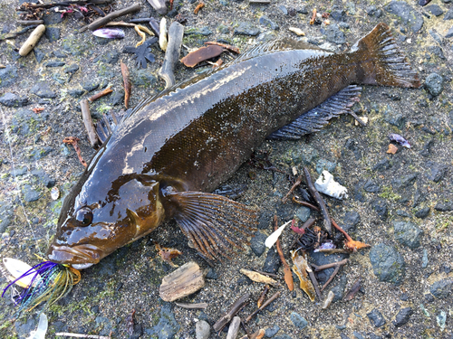 アイナメの釣果