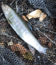 イワナの釣果