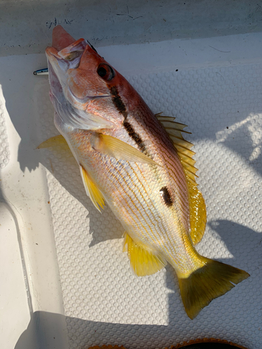 ヨコスジフエダイの釣果