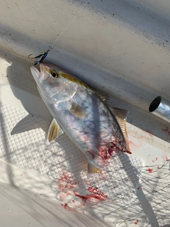 カンパチの釣果