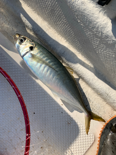 マルアジの釣果