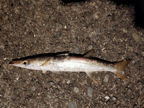 カマスの釣果