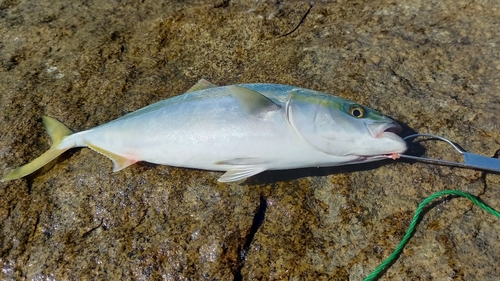 ブリの釣果