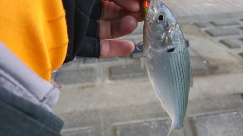 コノシロの釣果