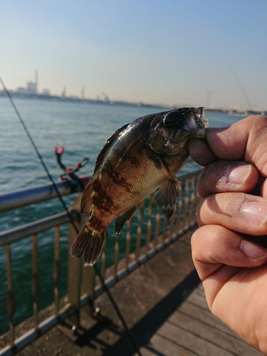 メバルの釣果