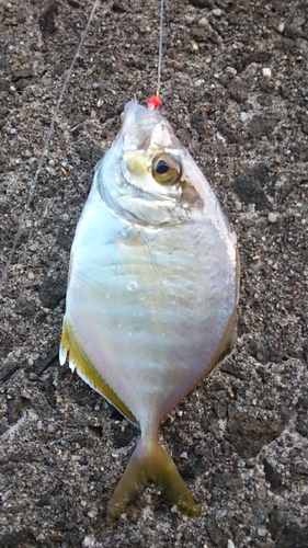 カイワリの釣果