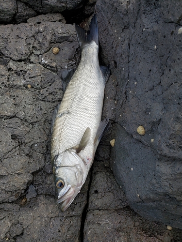 ヒラスズキの釣果