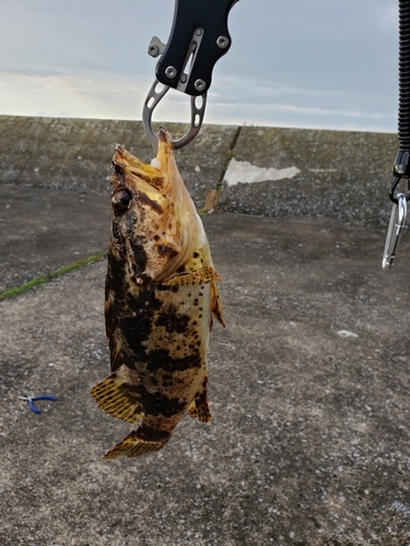 ソイの釣果