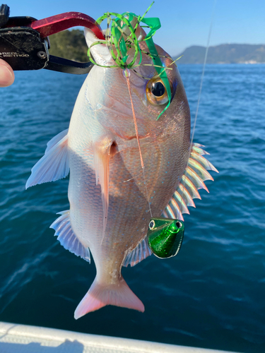 タイの釣果