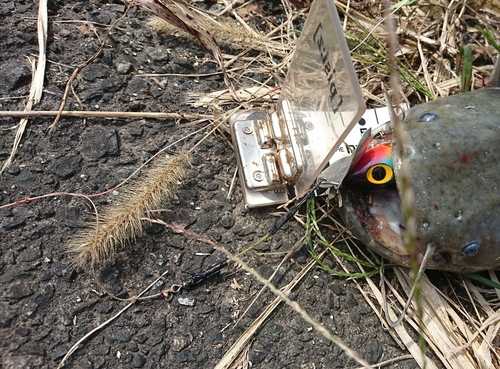 ナマズの釣果