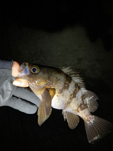 メバルの釣果