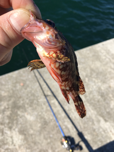 カサゴの釣果