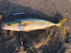 イナダの釣果