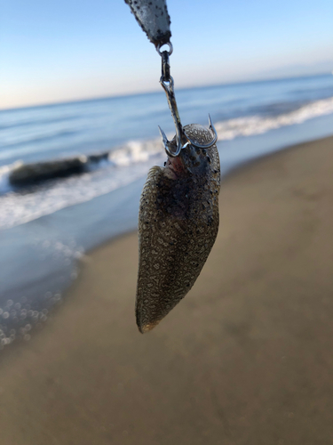 シタビラメの釣果