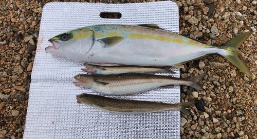 ツバスの釣果