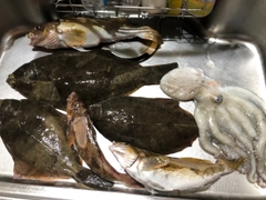 マコガレイの釣果