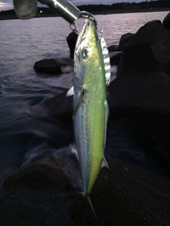 サゴシの釣果