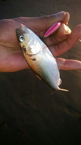 コノシロの釣果