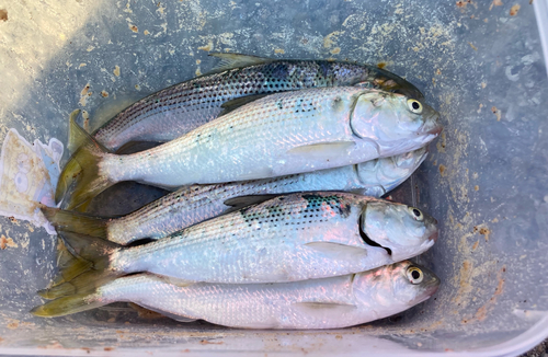 コノシロの釣果