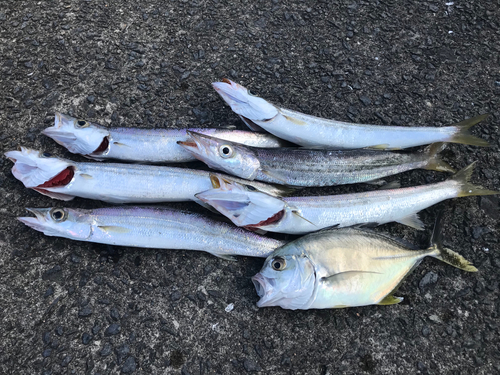 アカカマスの釣果