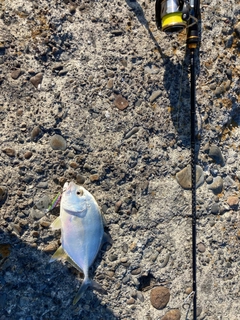 メッキの釣果